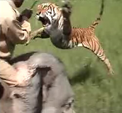 Tiger vs Elephant