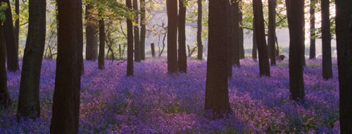 Bluebells in the Forest